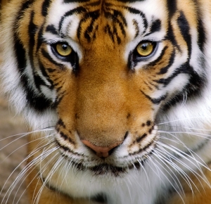 tiger_avatar_03_hd_pictures
